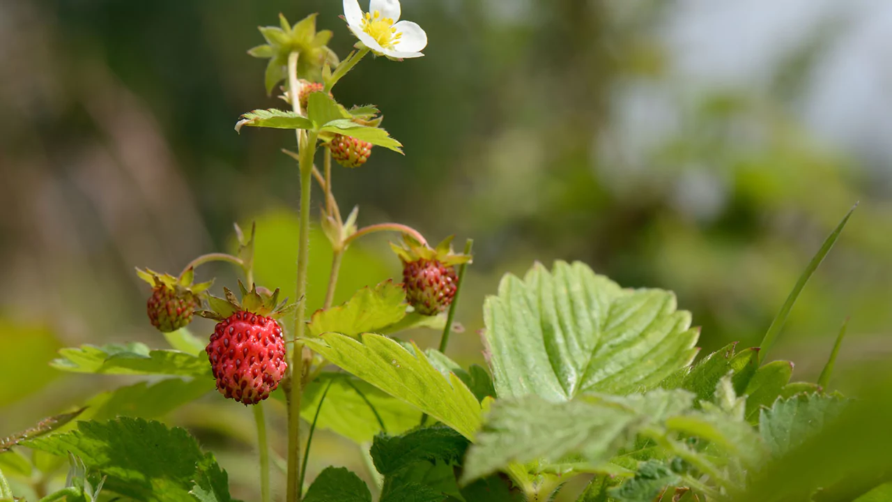 Wild strawberries