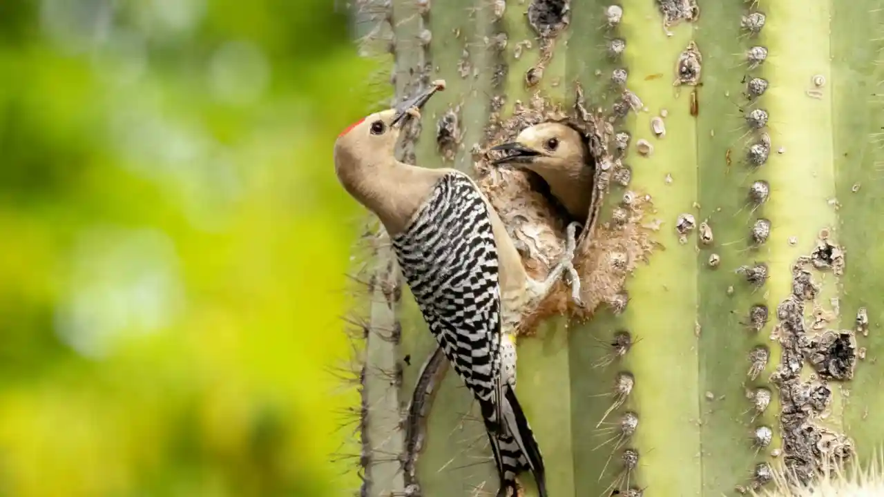 Everything You Need To Know About Woodpeckers In Missouri