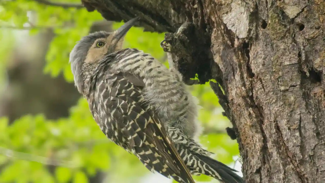 Everything You Need To Know About Woodpeckers In Missouri 3 Woodpeckers in the Ecosystem
