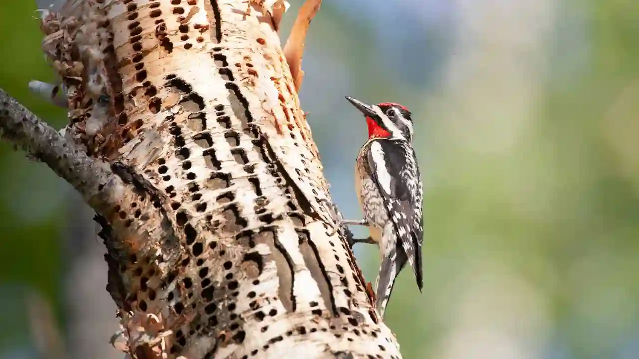 Everything You Need To Know About Woodpeckers In Missouri 10 Yellow bellied Sapsucker