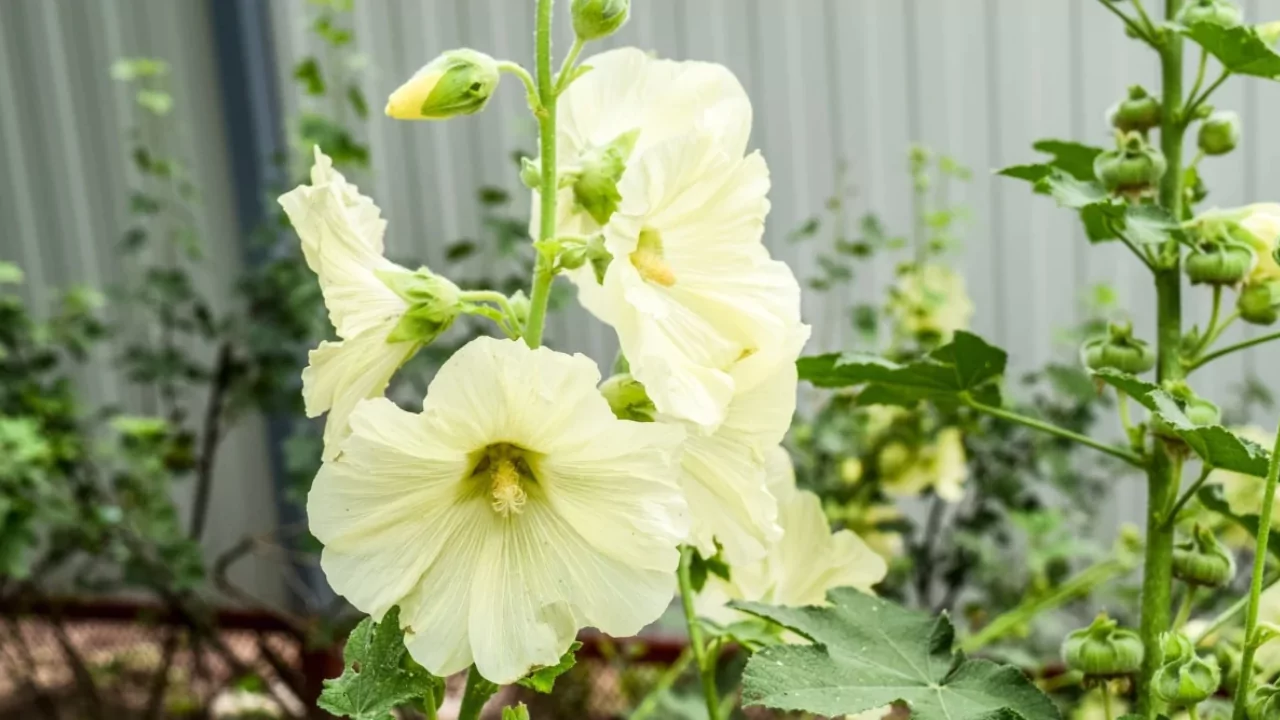 yellow Hollyhocks flower 1