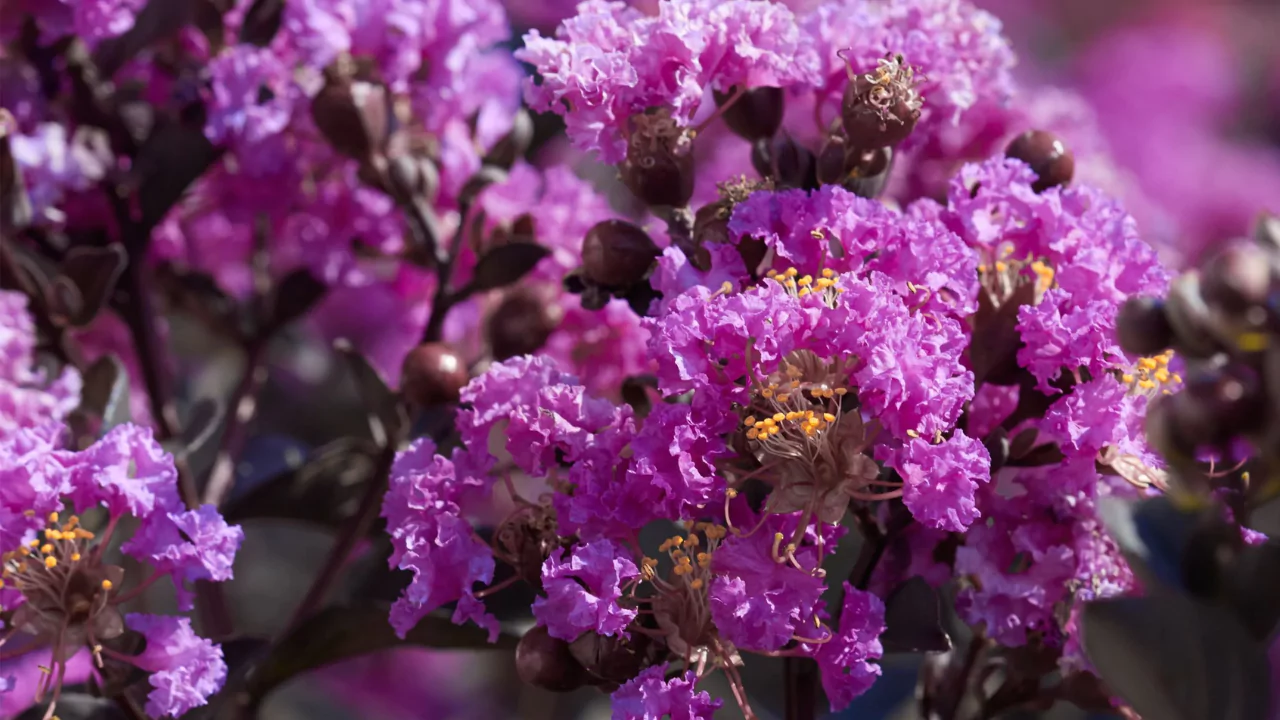 2 – Black Diamond Purely Purple Crape Myrtle