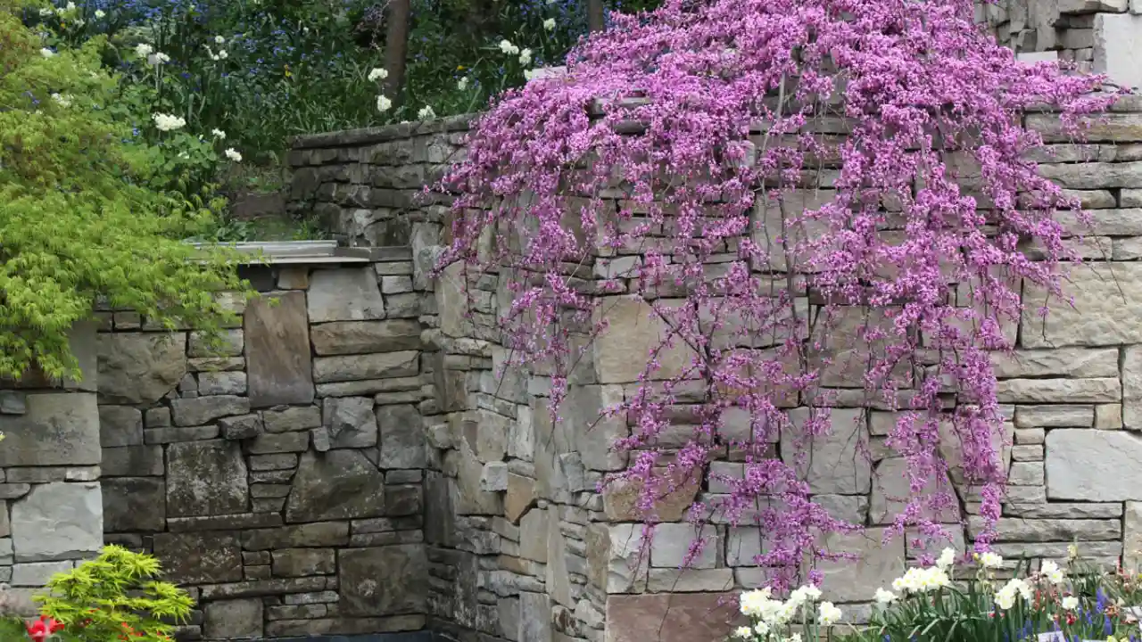 3 – Lavender Twist Redbud or Covey Redbud