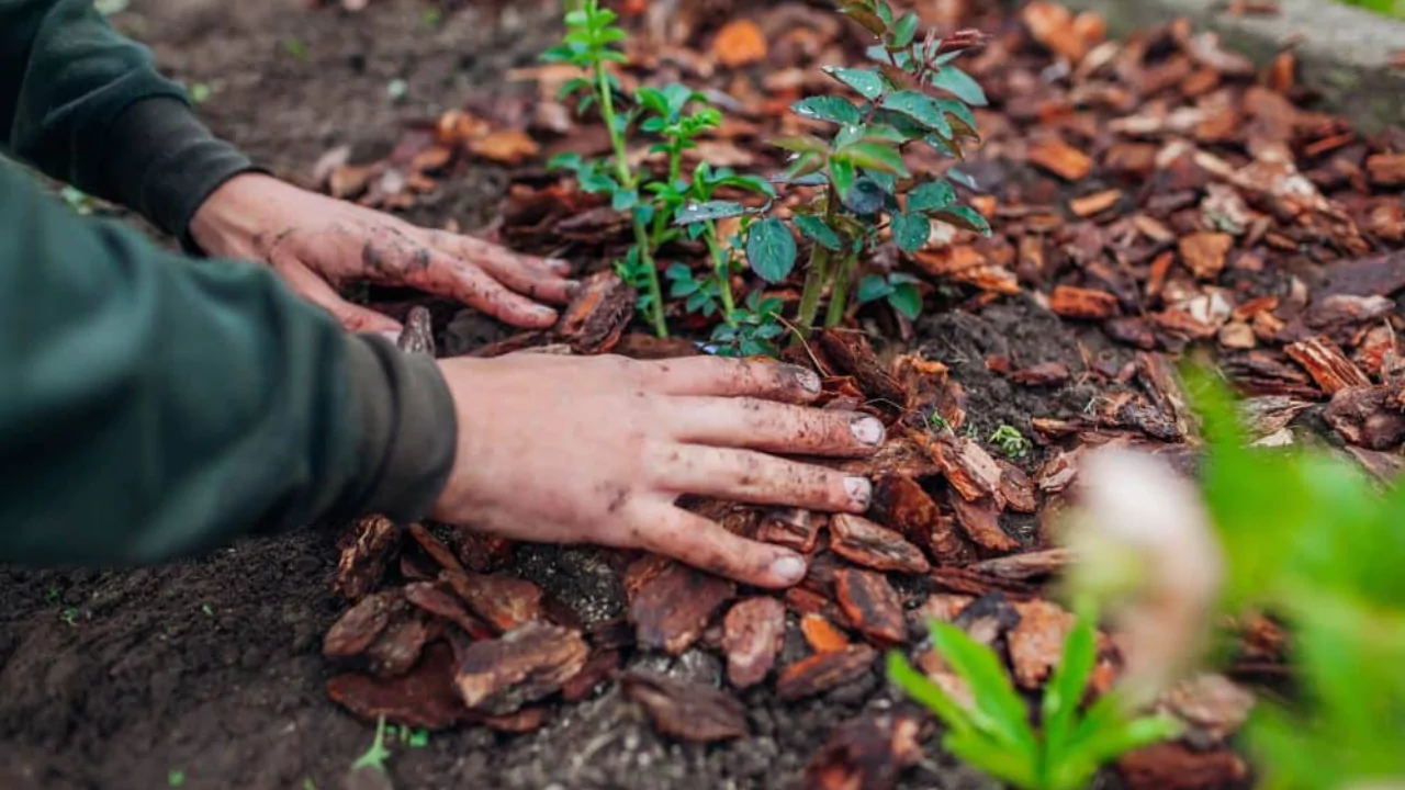 Can I Put Mulch in the Bottom of My Planter