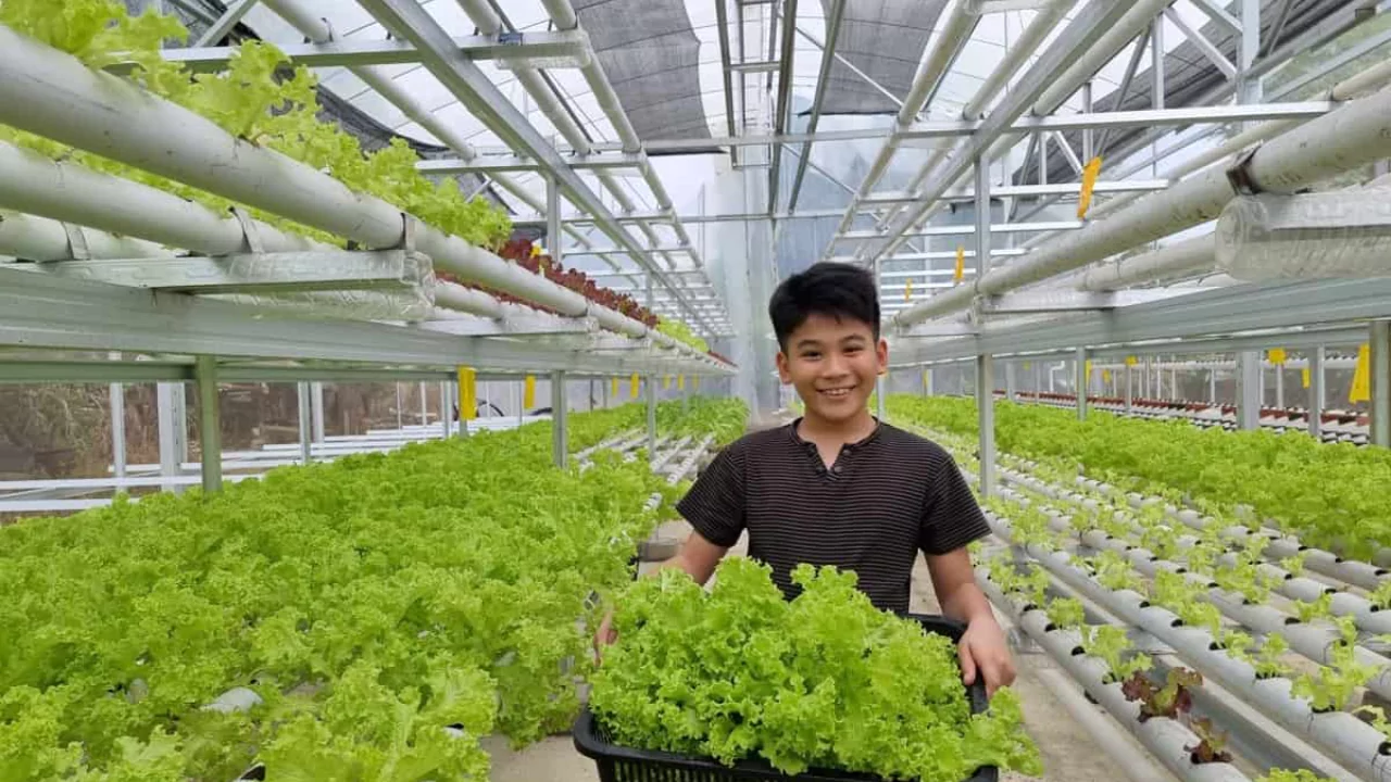 How to Feed Aeroponics -Aeroponics Nutrient Schedule 2 Aeroponic gardening 1