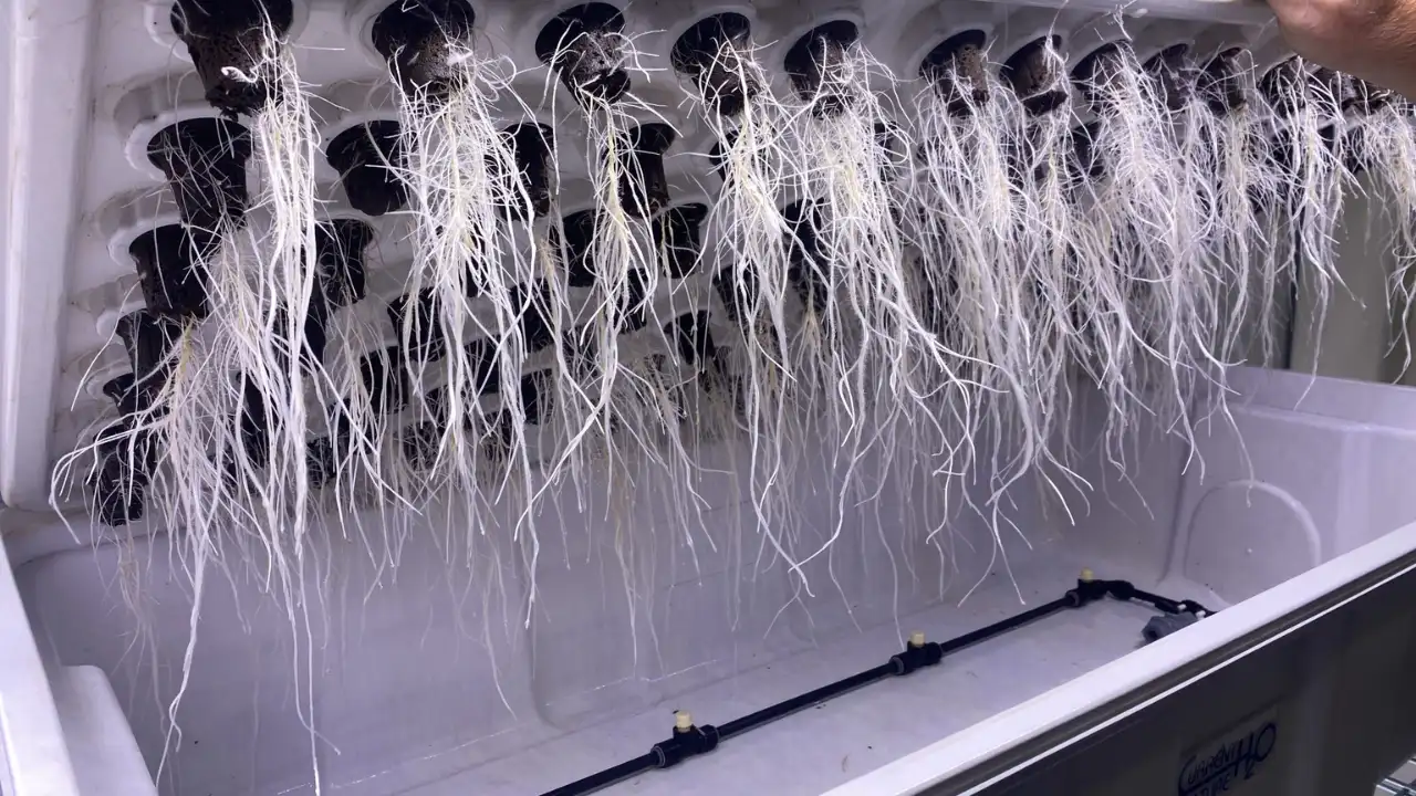 How to Feed Aeroponics -Aeroponics Nutrient Schedule