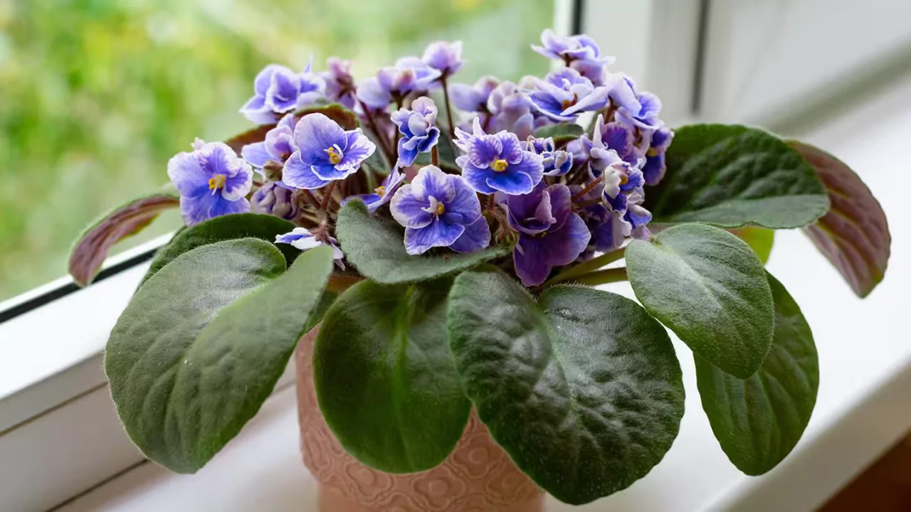 4 Best African Violet Fertilizers
