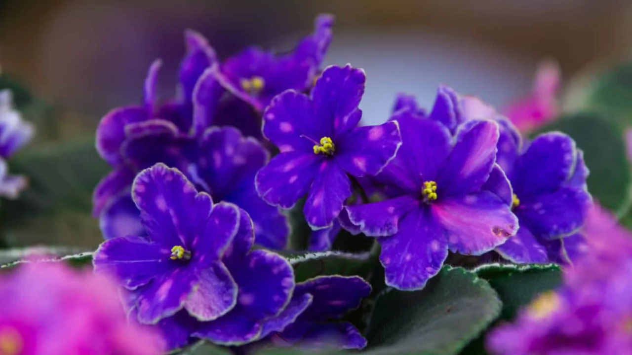 African violet in the sunshine 2