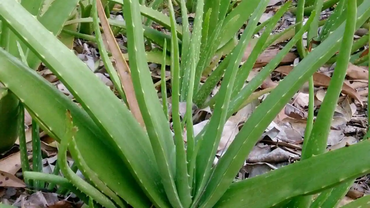 Aloe Vera 1
