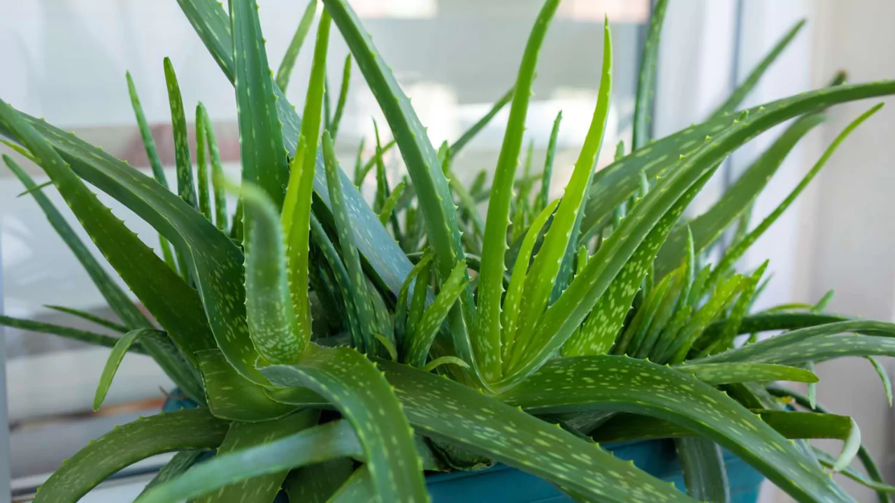 How Fast Does Aloe Vera Grow