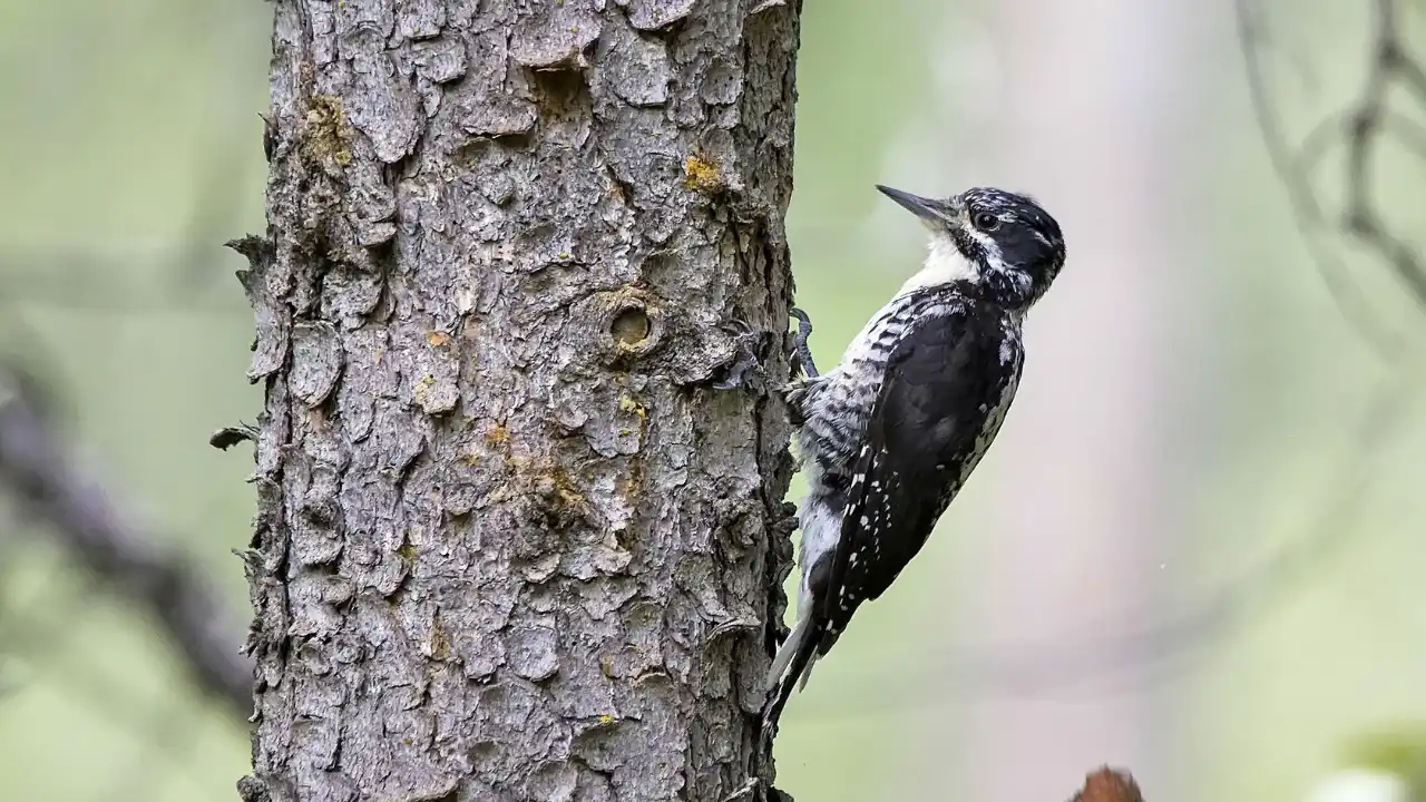 American Three Toed Woodpeckers