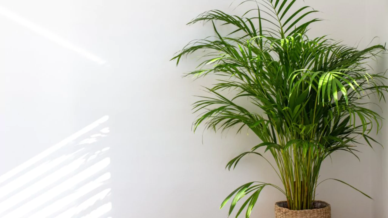Areca Palm Drooping – Here’s What to Do 2 Areca palm