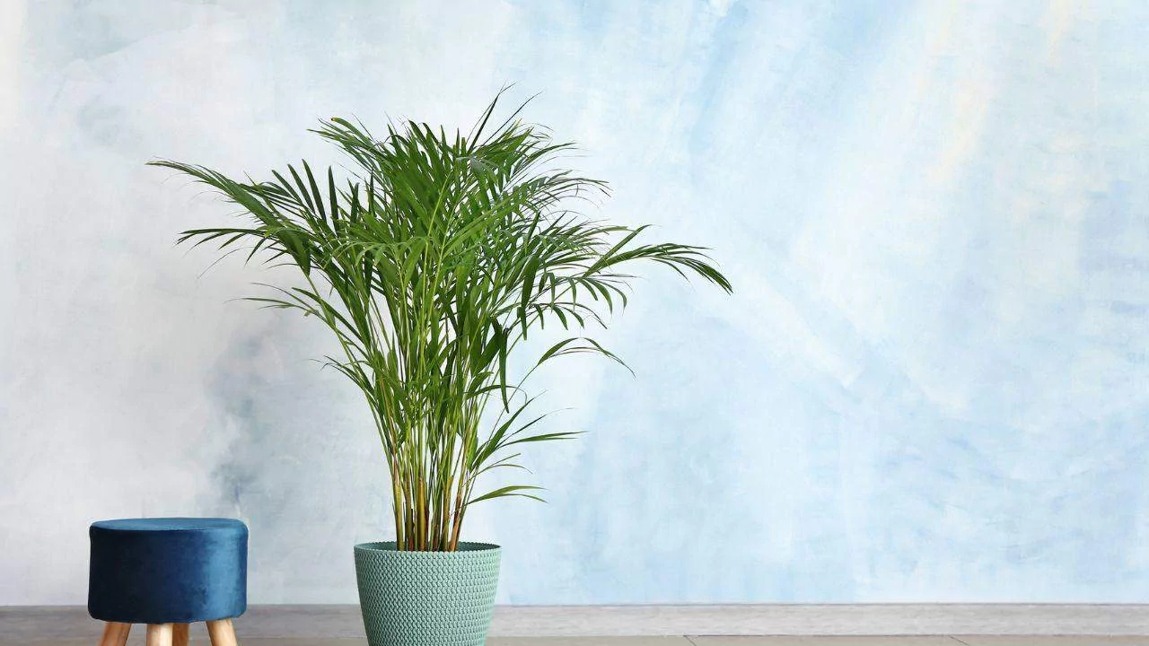 Areca Palm Drooping – Here’s What to Do 3 Attractive Areca Palm