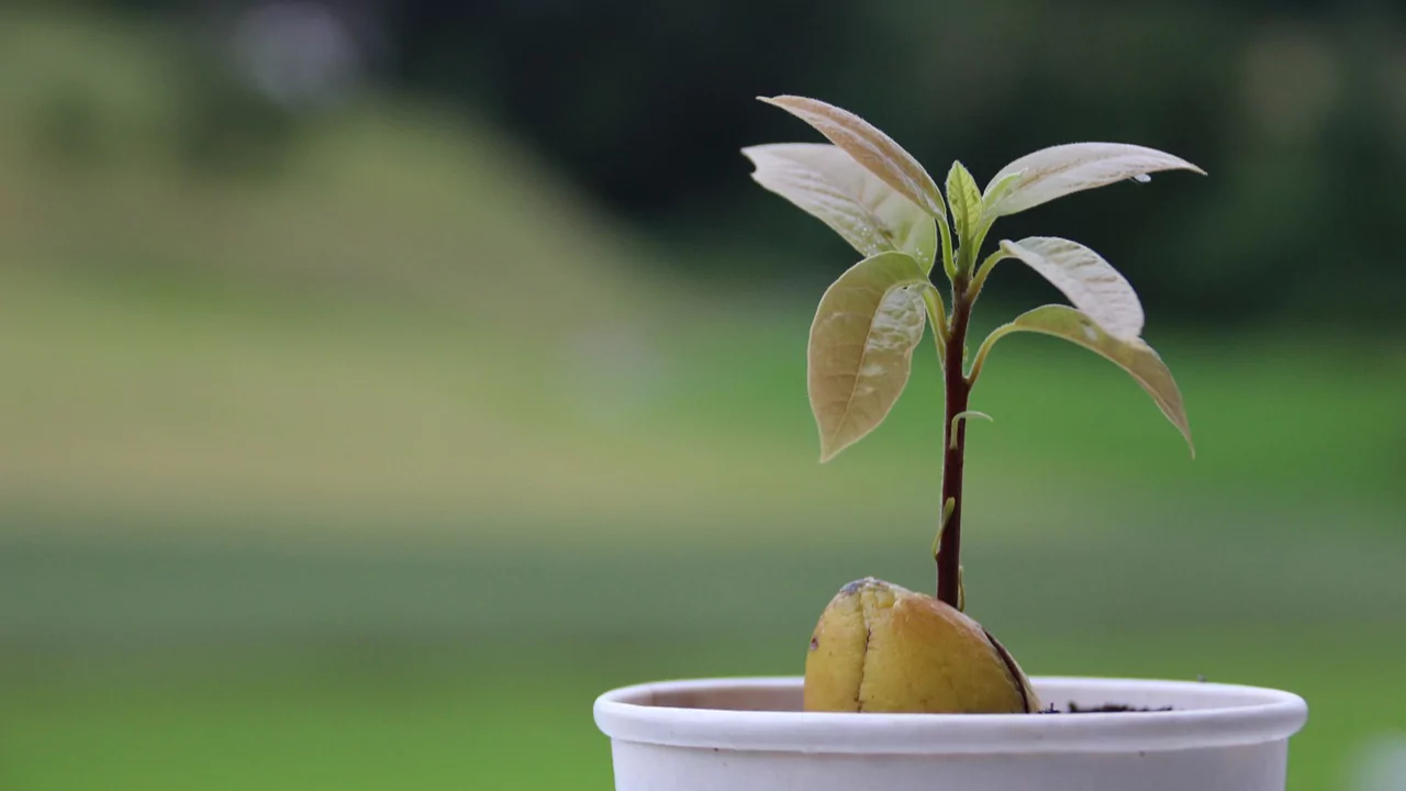 What is the Best Fertilizer for Avocado Trees 1 Avocado tiny tree