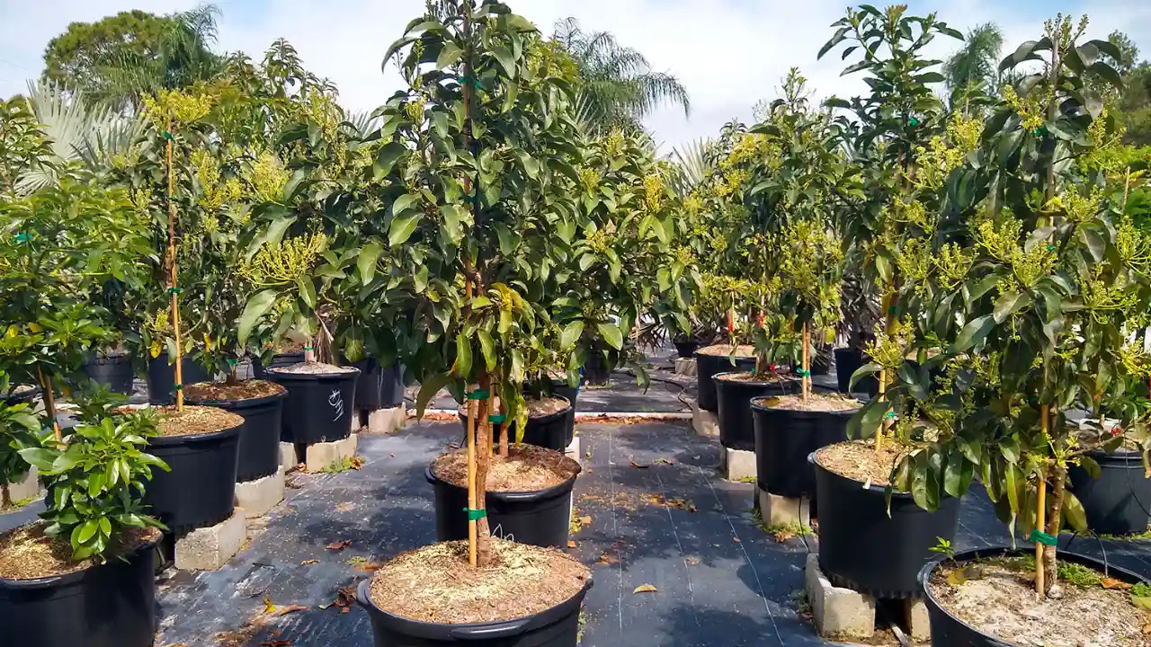 What is the Best Fertilizer for Avocado Trees 2 Avocado trees