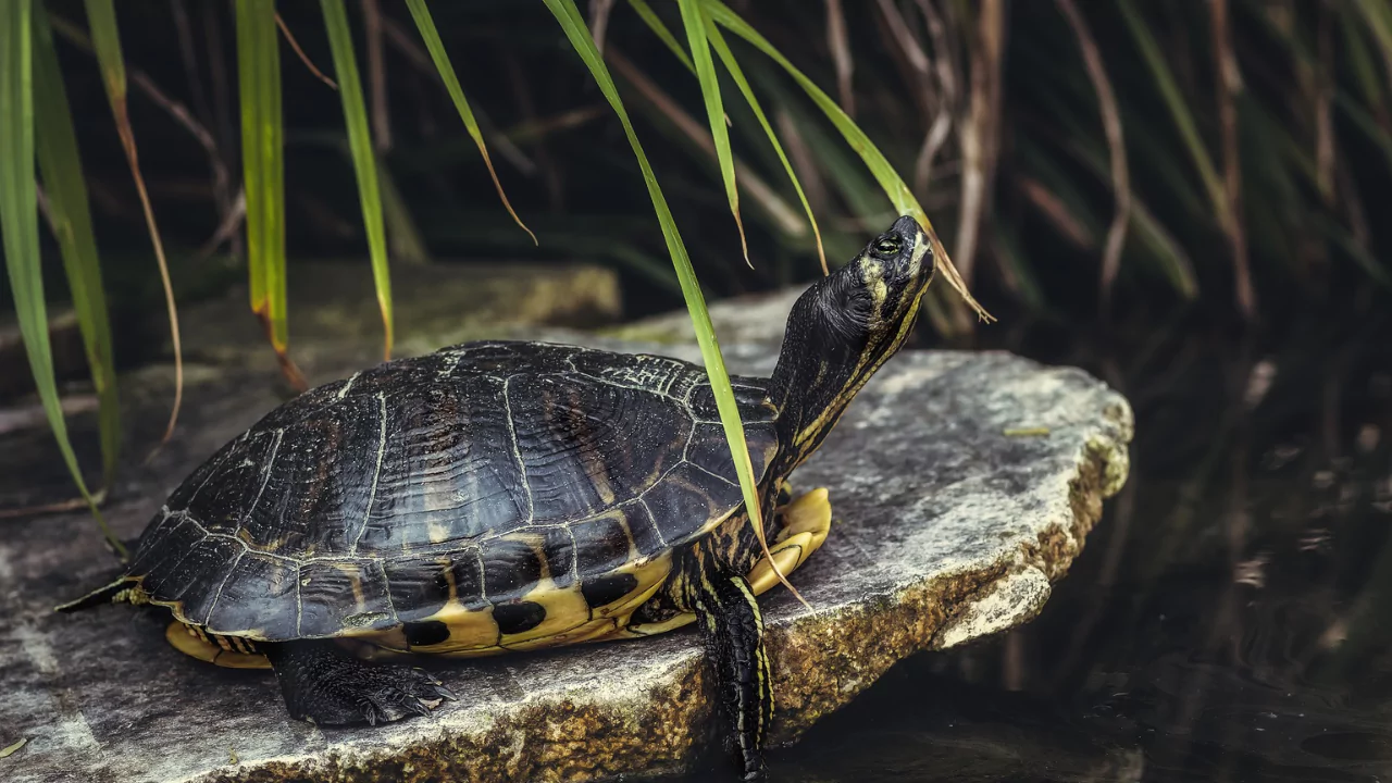 Basking area for pond turtles