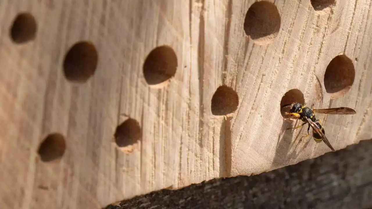 Can You Keep Bees In a Greenhouse? (All You Need to Know) 2 Bee hotel materials