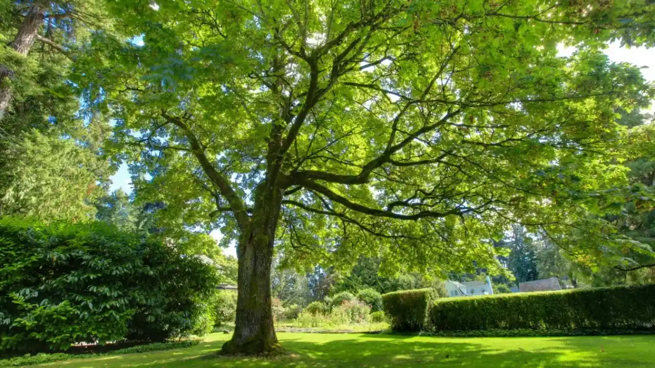 Five Trees With Green Barks 6 Benefits for the environment from trees with green bark