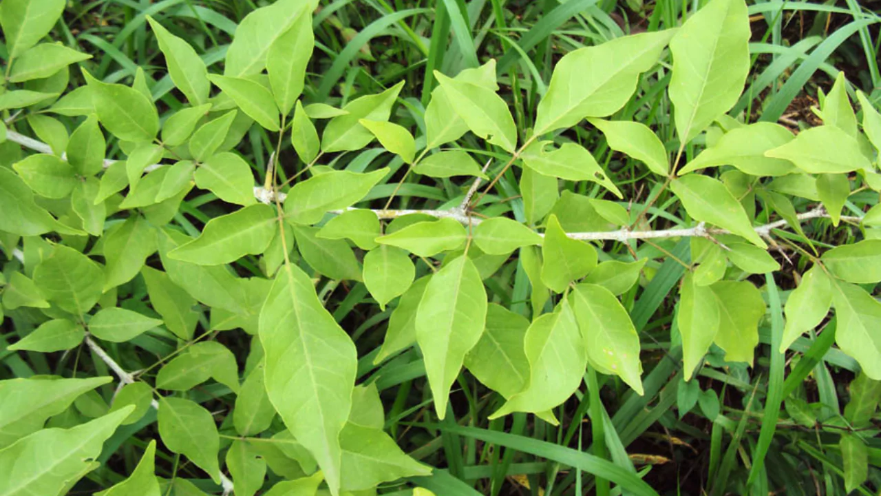 Growers Guide For Bilva Tree