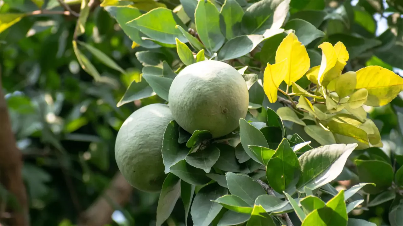 Growers Guide For Bilva Tree 1 Bilva Tree