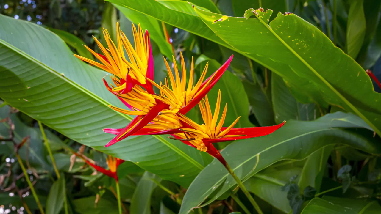 Bird Of Paradise Growth Rate