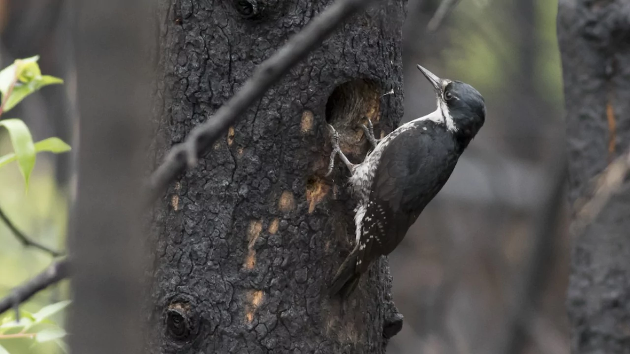 Black Backed Woodpeckers