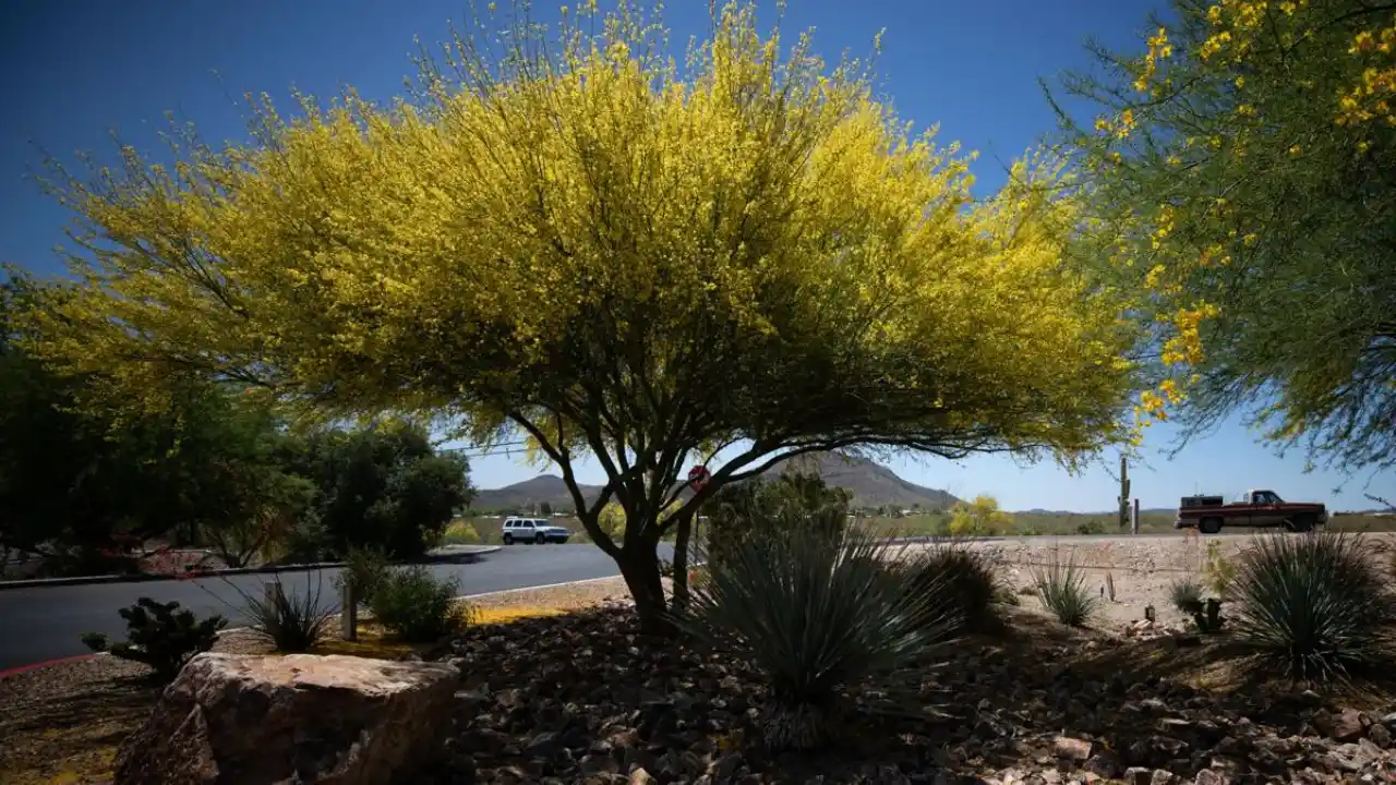 Five Trees With Green Barks 3 Blue Palo Verde