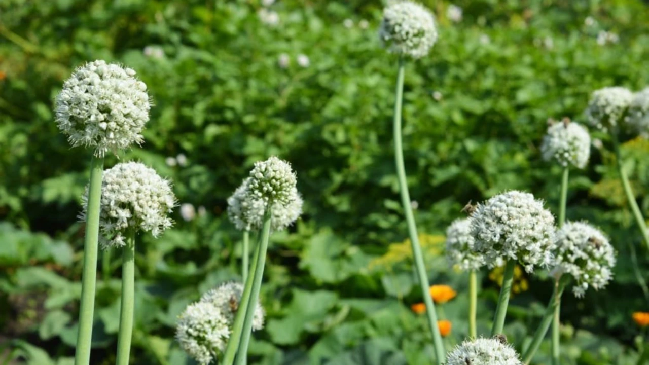 Why Do Some Onions Have Flowers And Some Don’t? 1 Bolting in onions