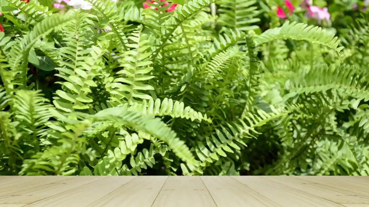 Boston Fern