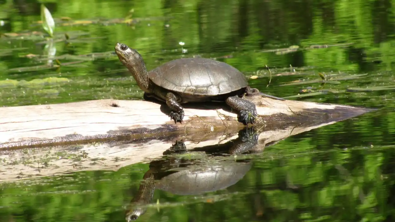 Build pond for turtle