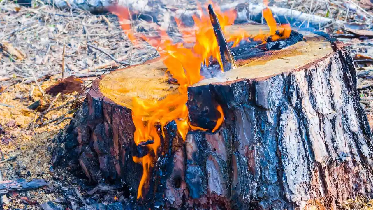 Burn the tree stump using motor oil