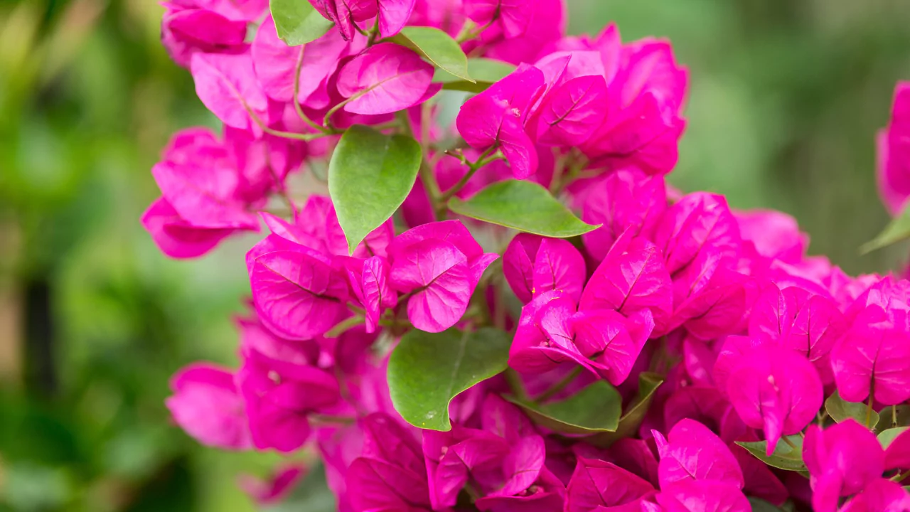 Can You Harvest Seeds from a paper flower plant