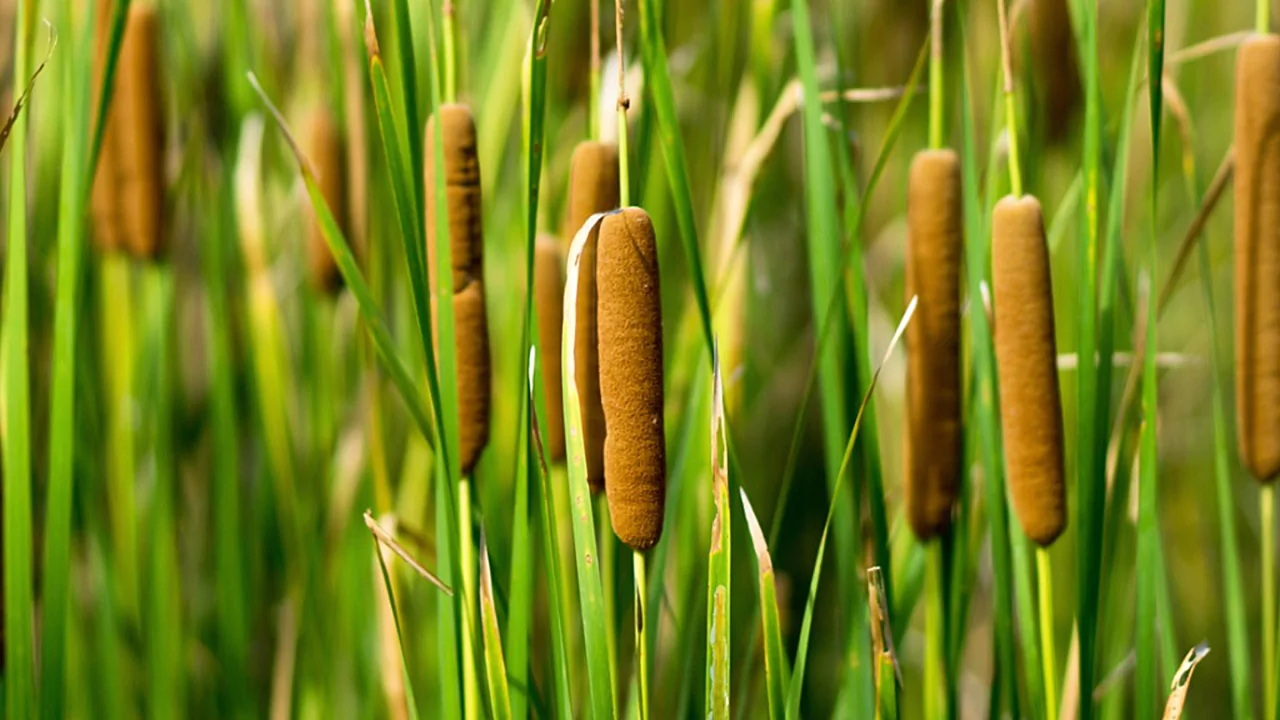 Cattail plant