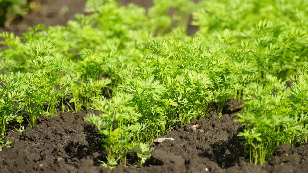 10 Perfect Plants for Pallet Gardens