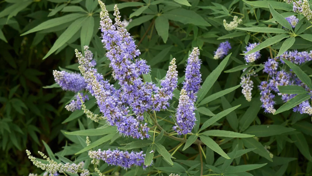 Chaste tree ‘Shoal Creek