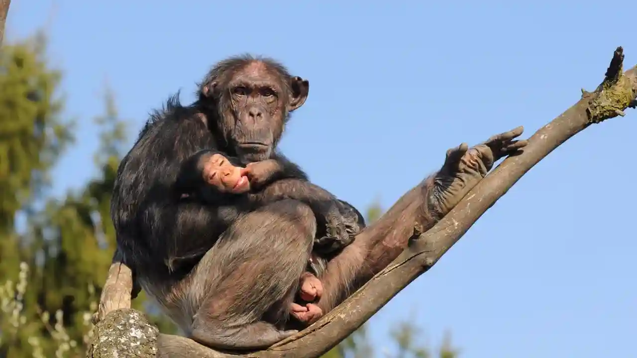 Do Squirrels Bury Their Dead