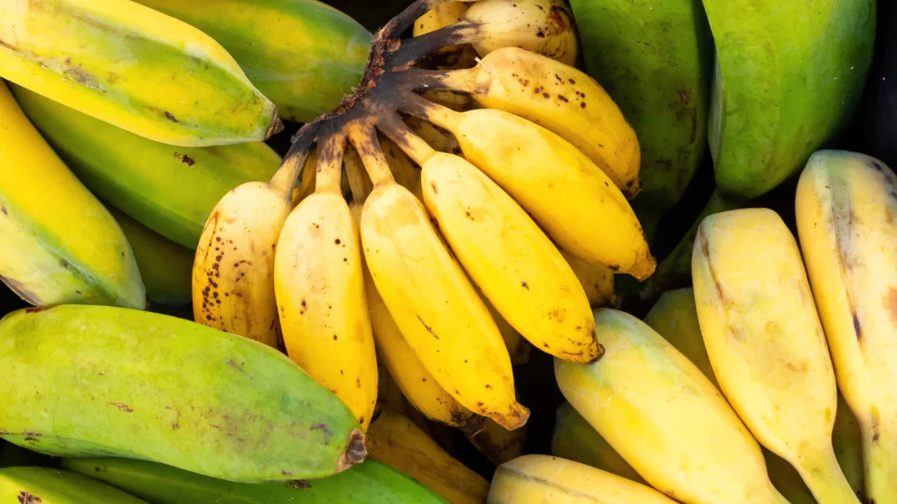 I’m confused…Is a Banana a herb or fruit?