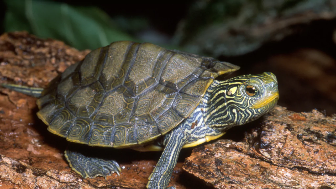 Common Map turtle