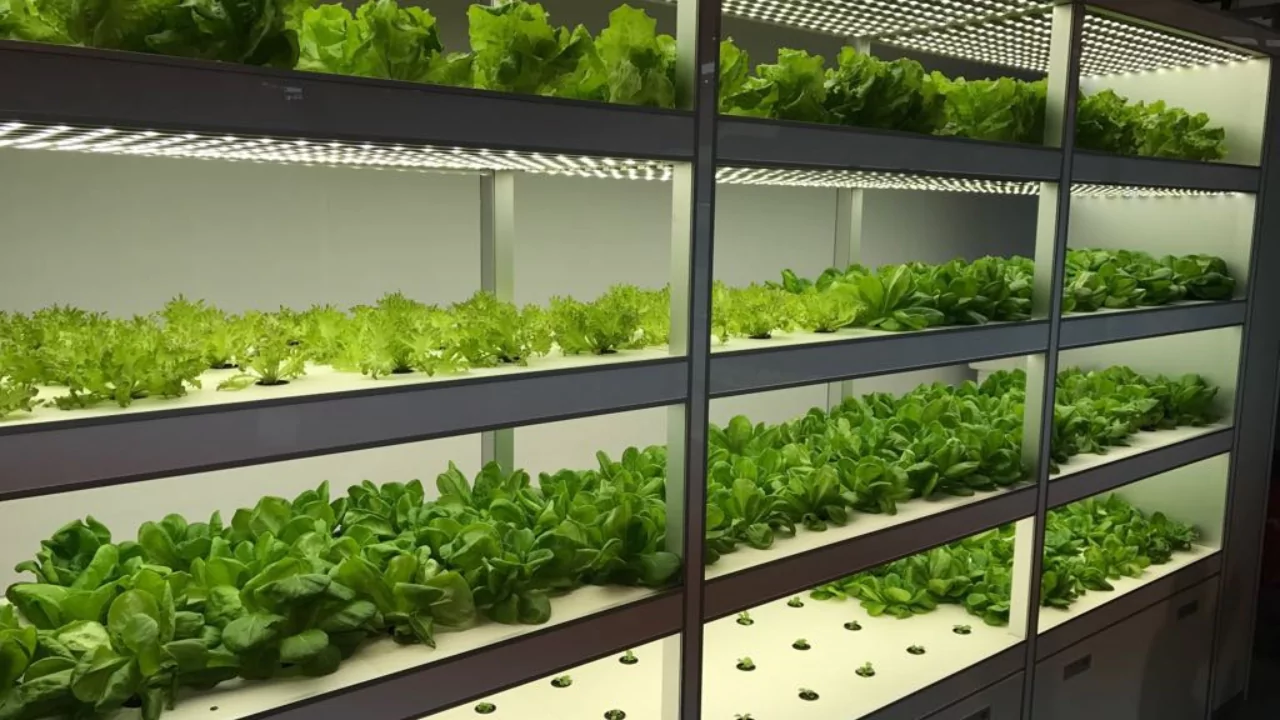 Cost effective hydroponics 1