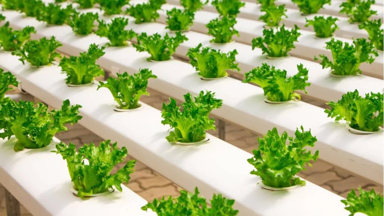 Cost effective hydroponics