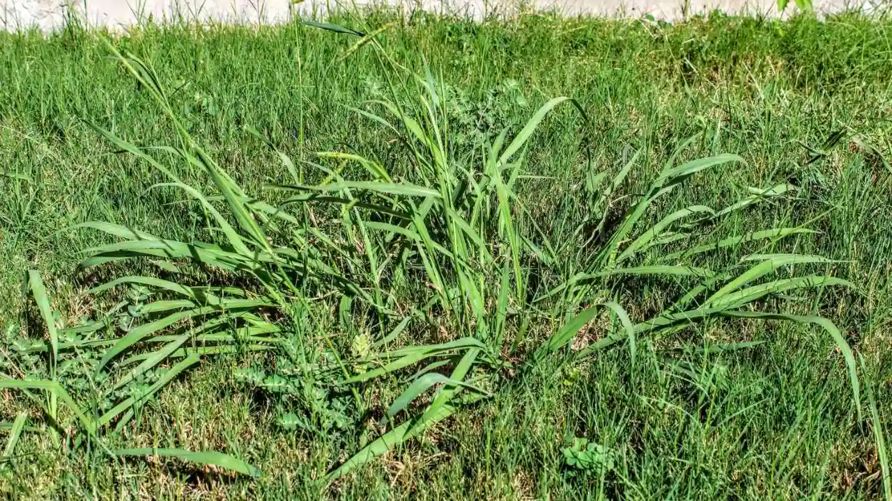 Popular Pre-Emergent For Centipede Grass