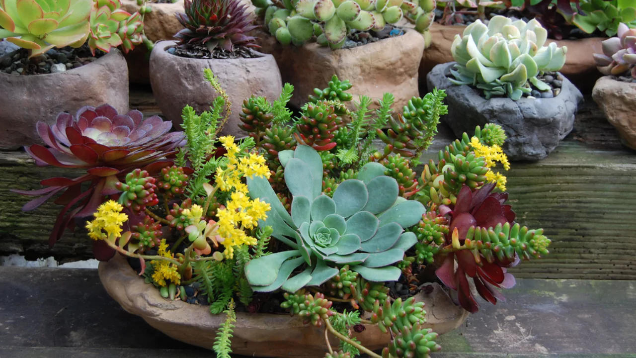 Beginners Guide to Crassula Picturata (Tiger Jade) 1 Crassula Picturata 2