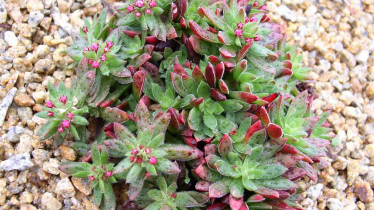 Beginners Guide to Crassula Picturata (Tiger Jade) 2 Crassula Picturata light requirements