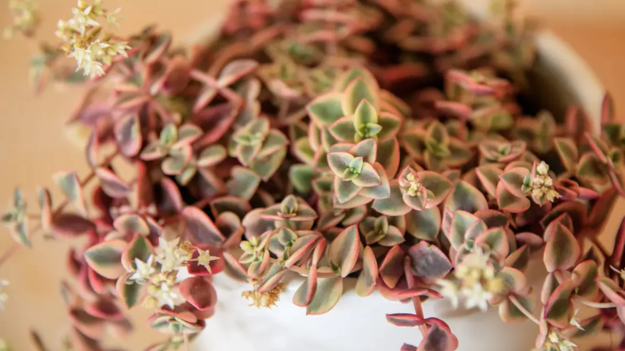 Beginners Guide to Crassula Picturata (Tiger Jade) 5 Crassula Picturata