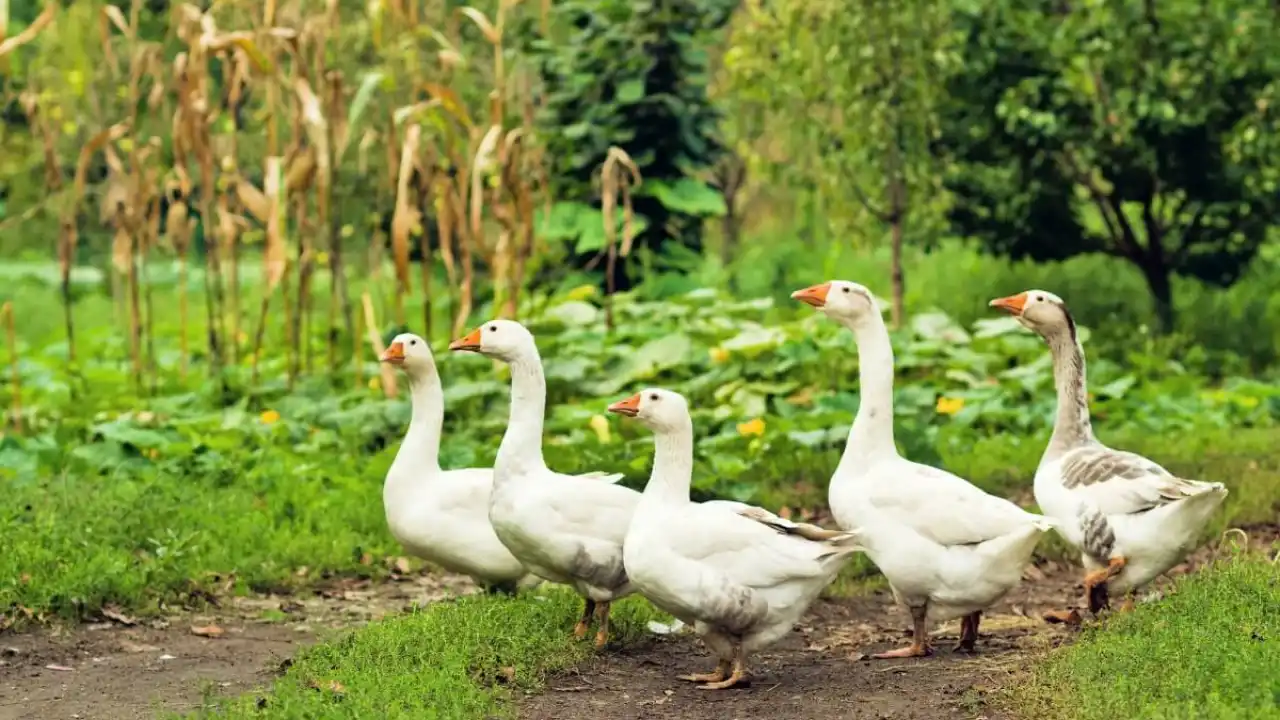 Do Geese Eat Bugs? 4 Credit to Kyla Atkinson 1