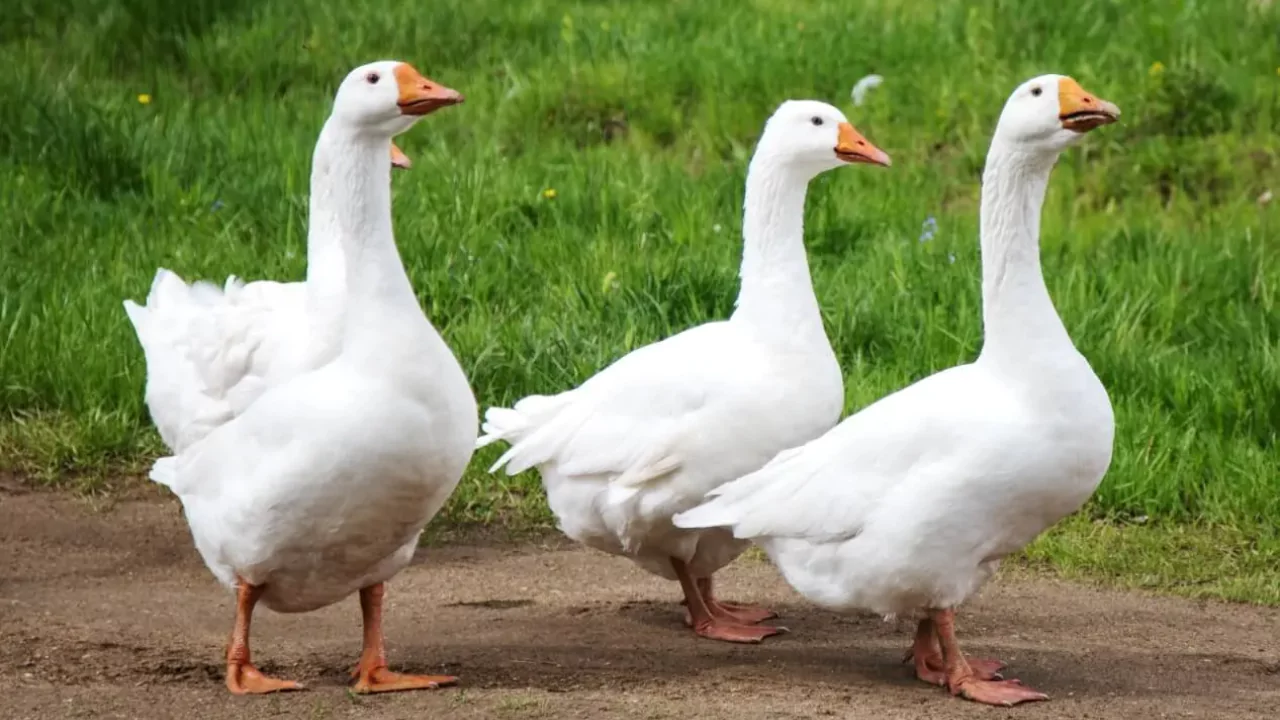 Do Geese Eat Bugs? 1 Credit to Kyla Atkinson