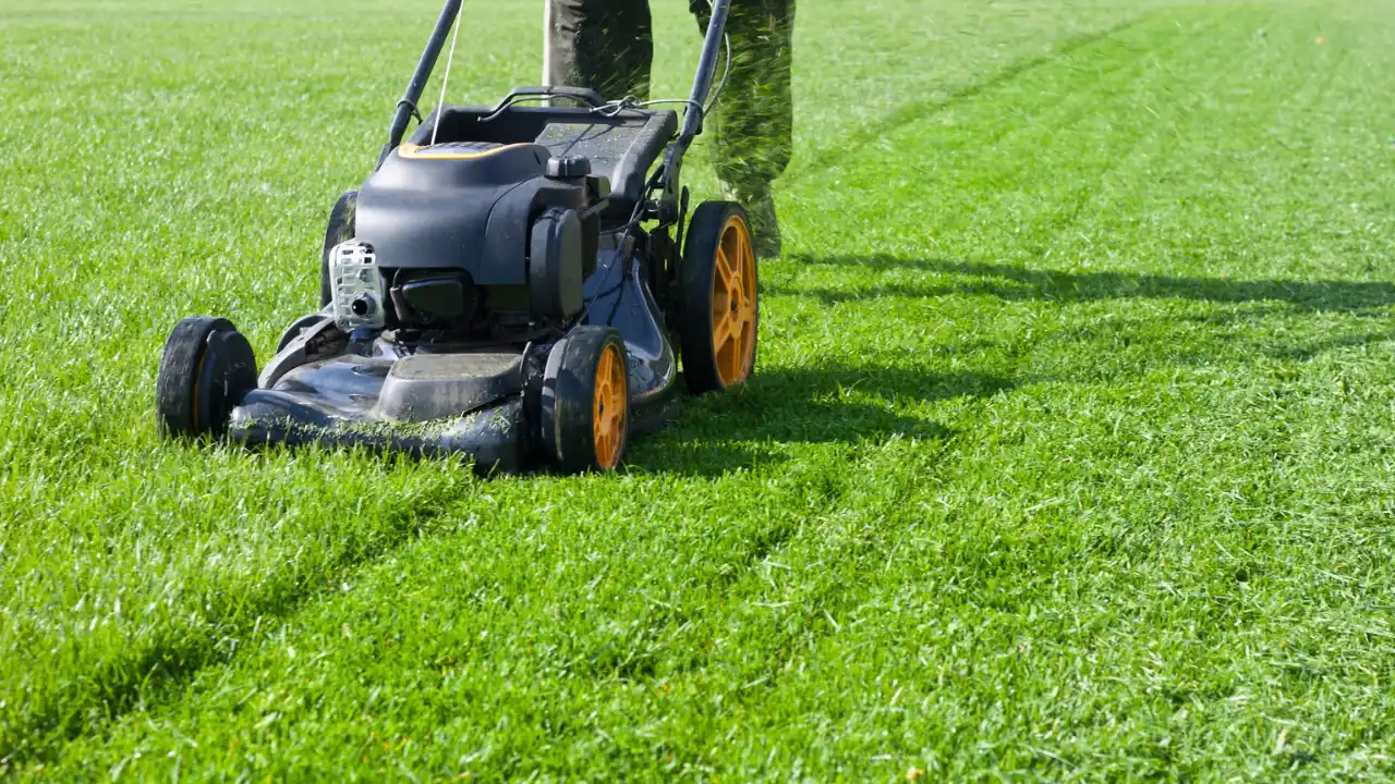 Cutting grass