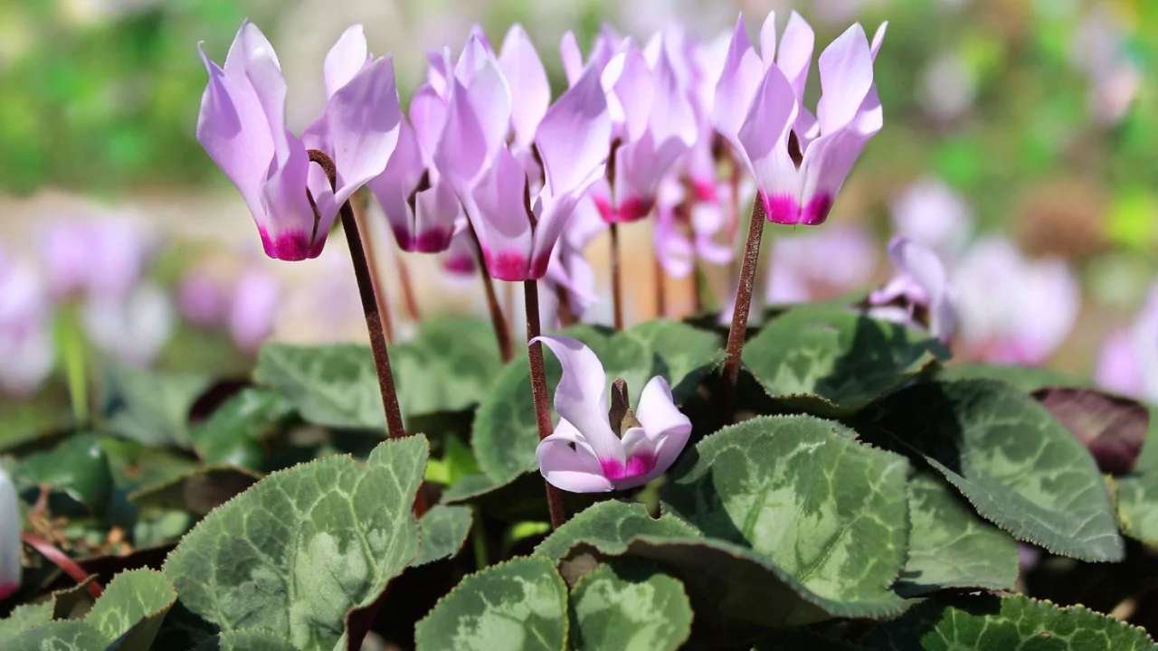 Cyclamen