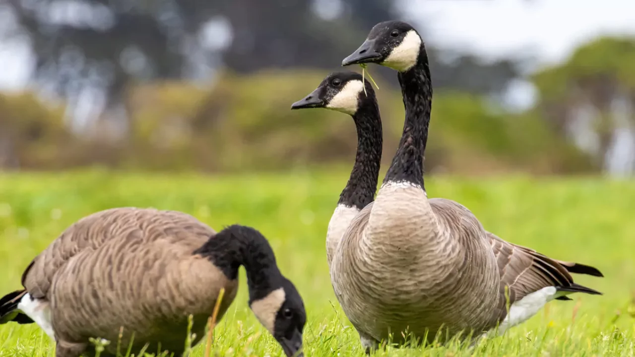 Do Geese Eat Bugs? 2 Do Geese Eat Bugs