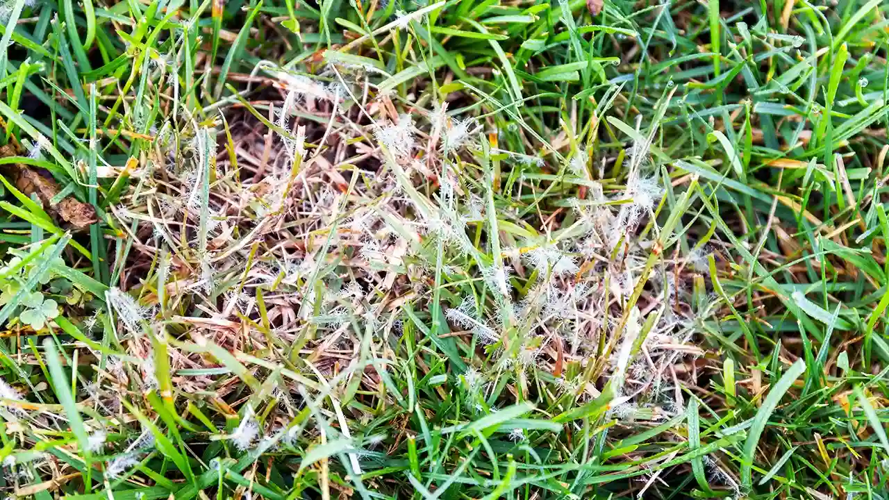 Dollar spot lawn